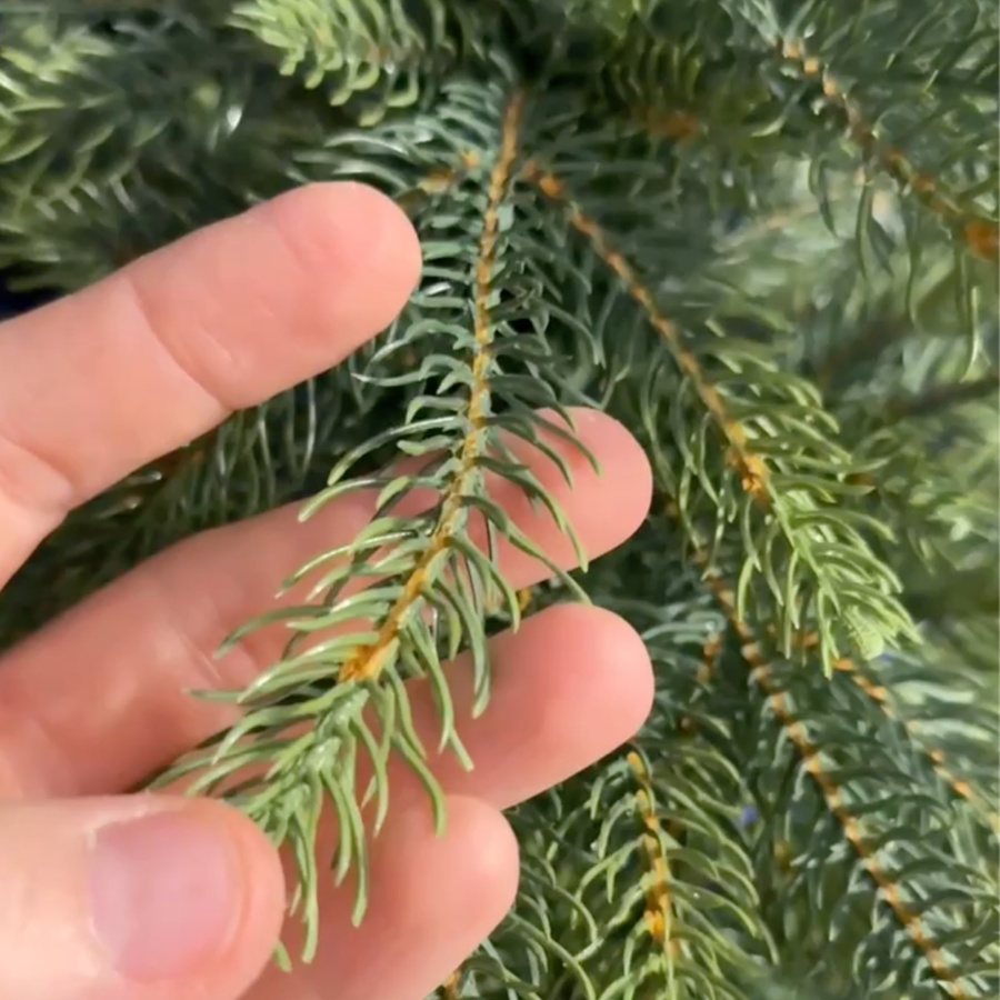 ŚWIERK PE ALASKA NA PNIU CHOINKA JAK ŻYWA SZTUCZNA 160cm PIĘKNY GĘSTY pol_pl_SWIERK-PE-ALASKA-NA-PNIU-CHOINKA-JAK-ZYWA-SZTUCZNA-160cm-PIEKNY-GESTY-4219_6